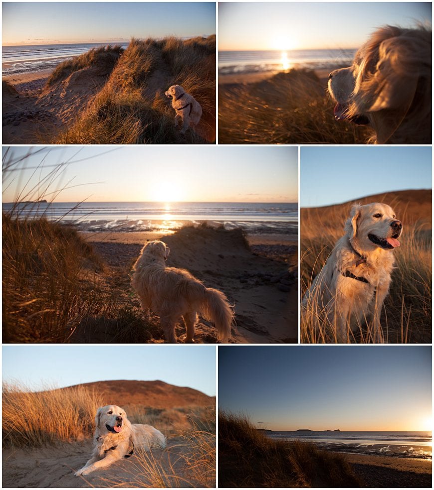 pet photographer swansea
