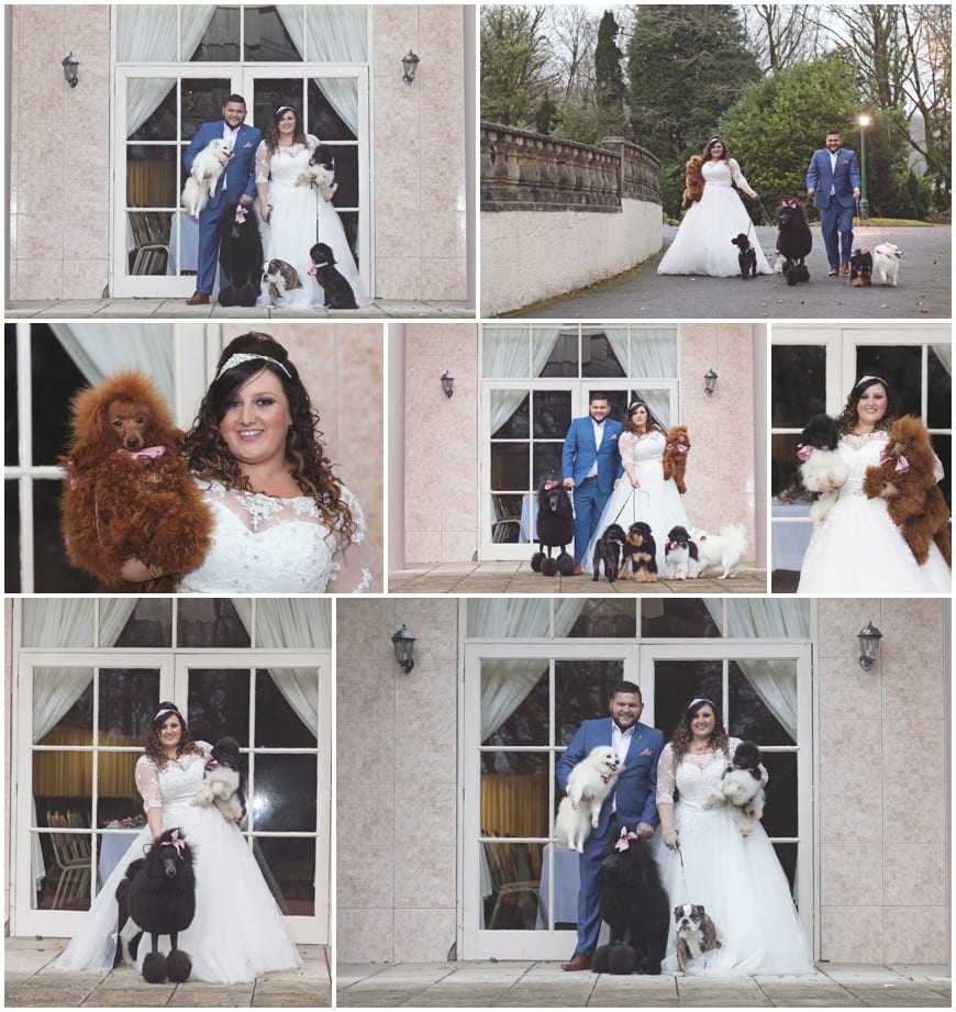 dogs at wedding