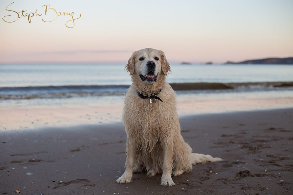 pet photography swansea