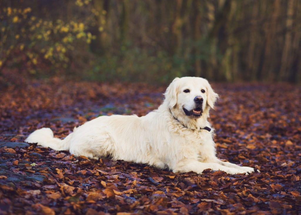 Pet Photographer Swansea